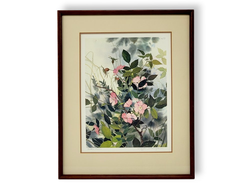 Nancy Taylor Stonington “Sitka Rose” Print
