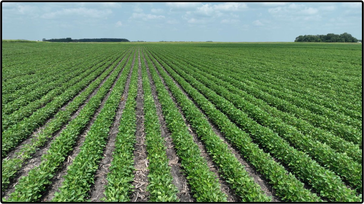 Closed - Parcel 5 - Blue Earth Co., MN - 80.23 Ac., m/l (190-0239-05)