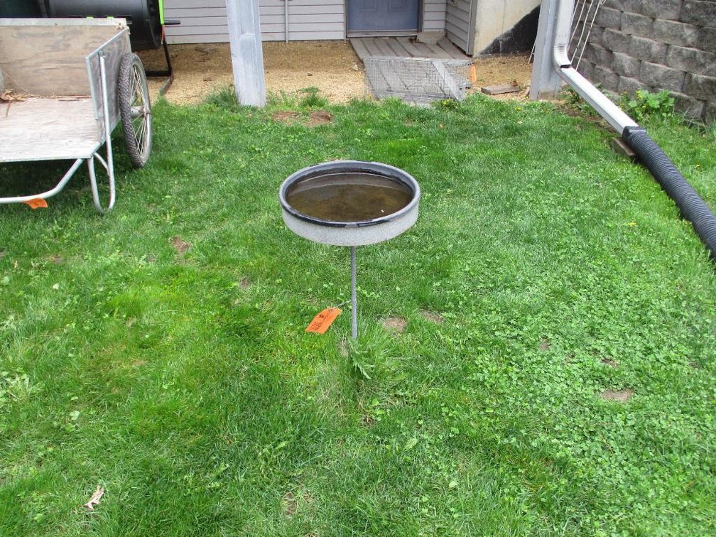 Bird Bath