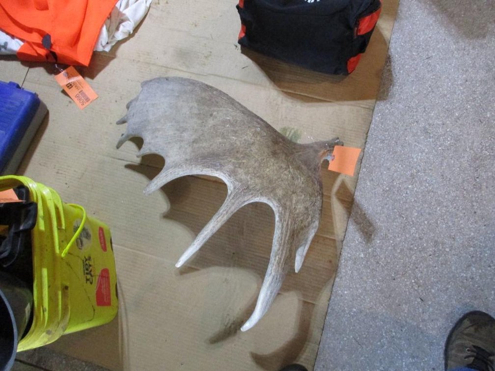 Moose Shed Antler