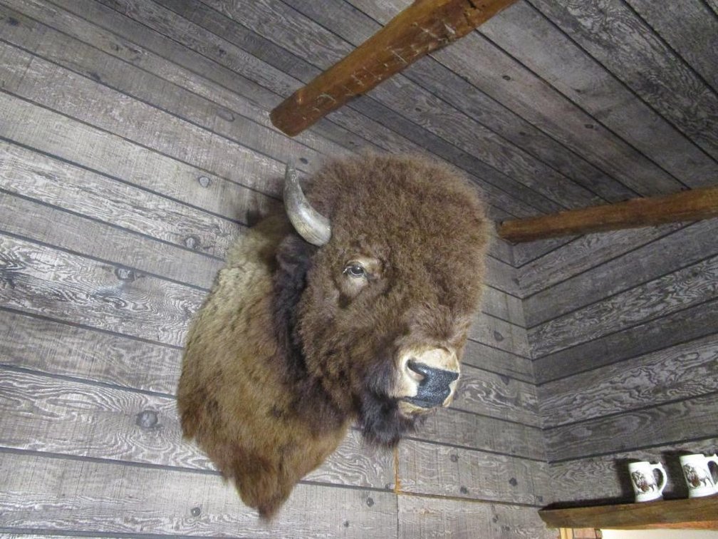 American Bison Head Mount