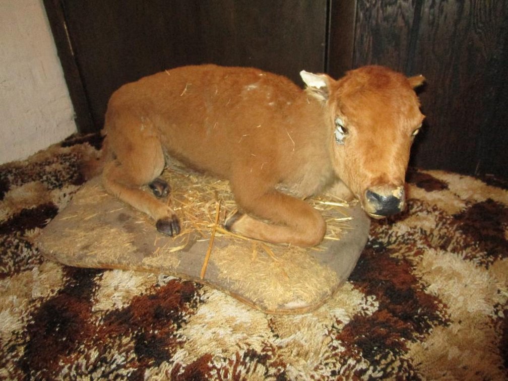American Bison Calf Full Body Mount