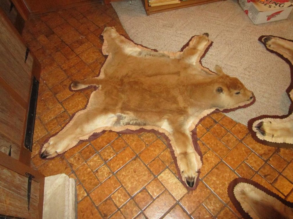 American Bison Calf Wall Hangings