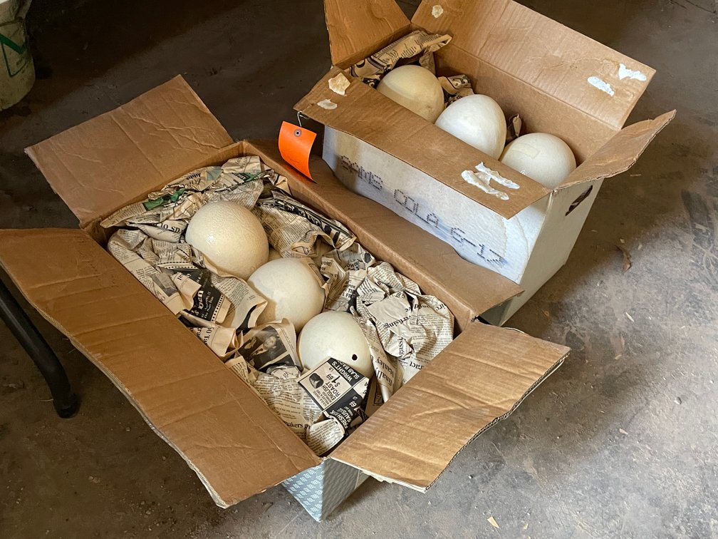Ostrich Eggs
