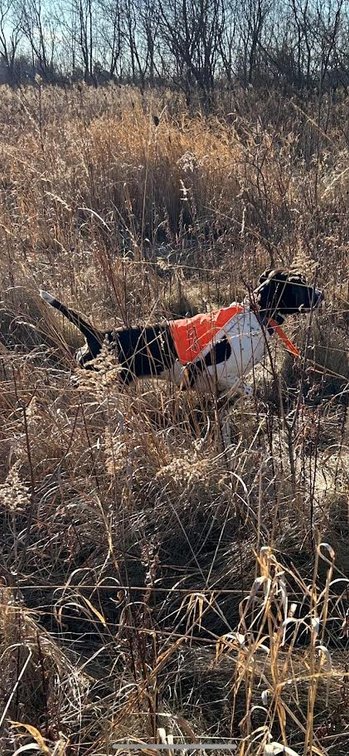 2 Man RW Ranch Pheasant Hunt