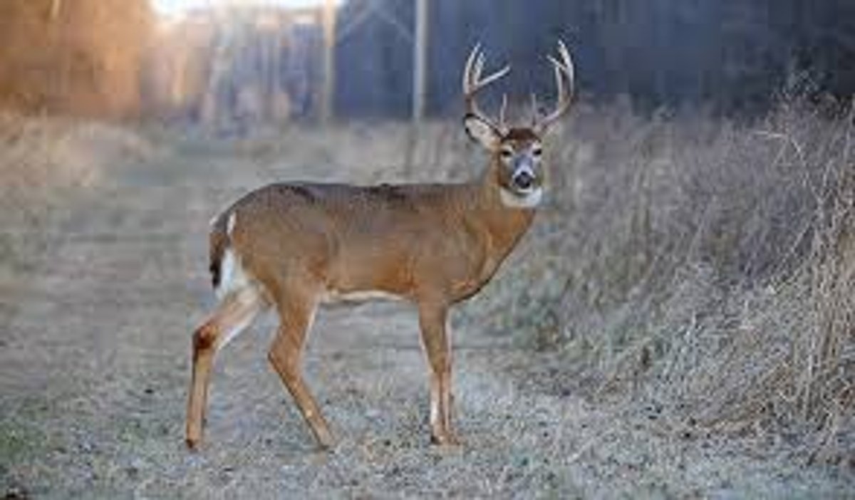 VA-XX Hobbles Creek Ranch 5 Day Wisconsin Whitetail and Turkey Archery Hunt
