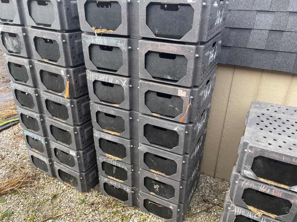 (7) Ruffland Cackle Boxes