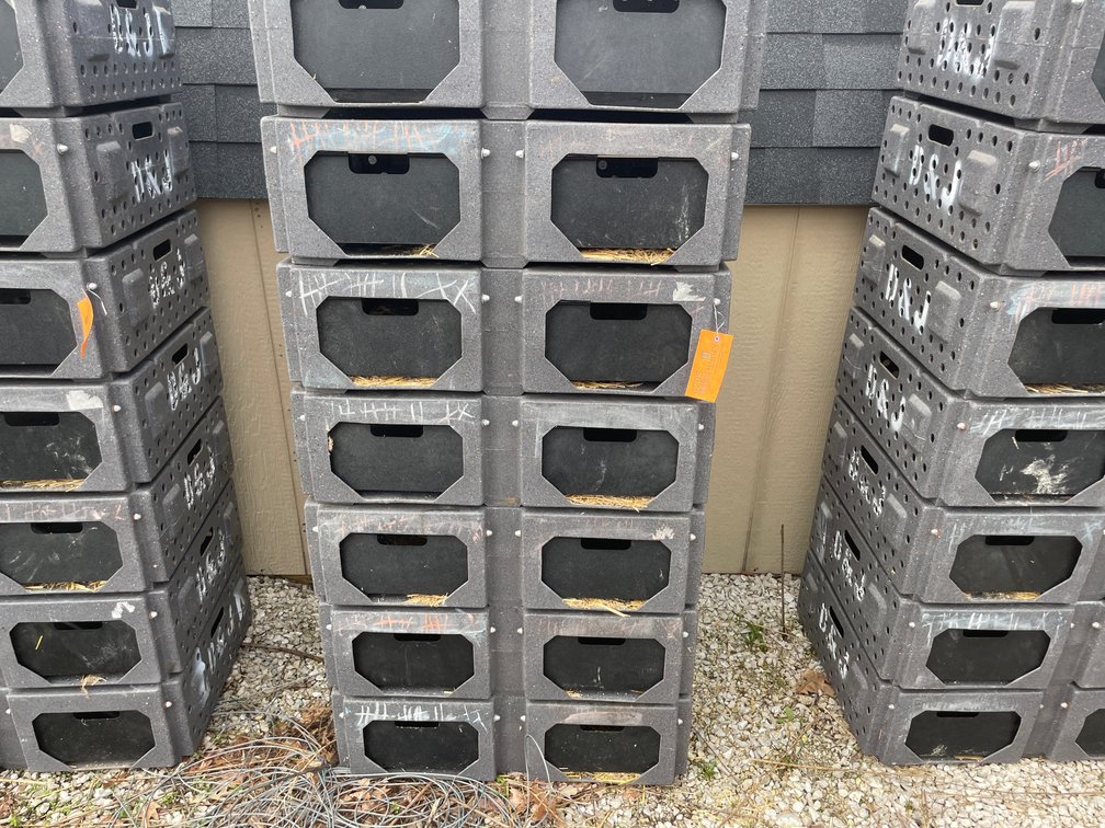 (7) Ruffland Cackle Boxes