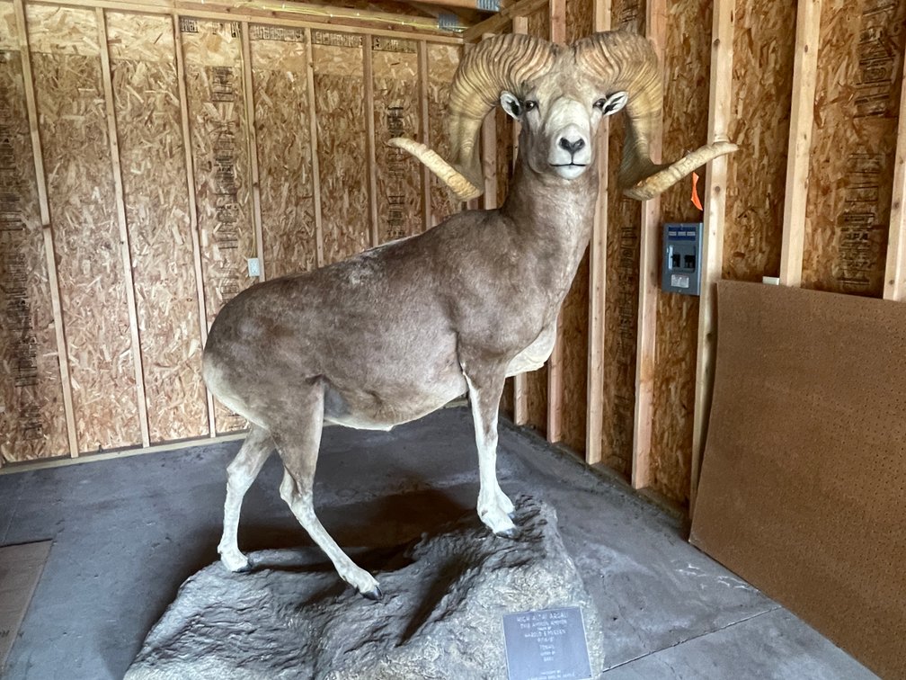 Full Body Mount High Altai Argali (West Salem, WI)