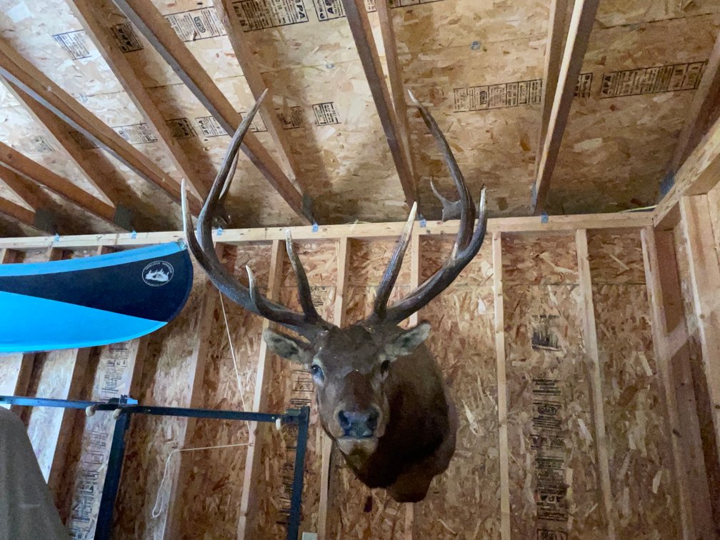 Elk Head Mount (West Salem, WI)
