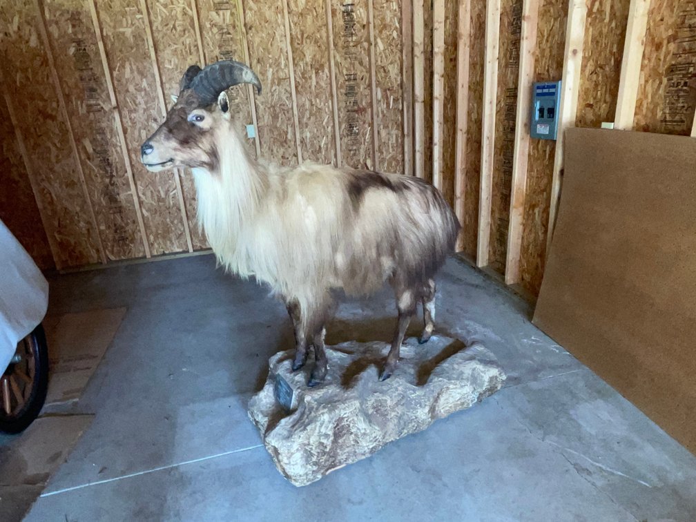 Full Body Mount Himalayan Tahr (West Salem, WI)