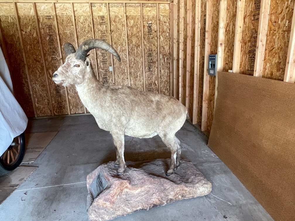 Full Body Mount of Dagestan Tur (West Salem, WI)