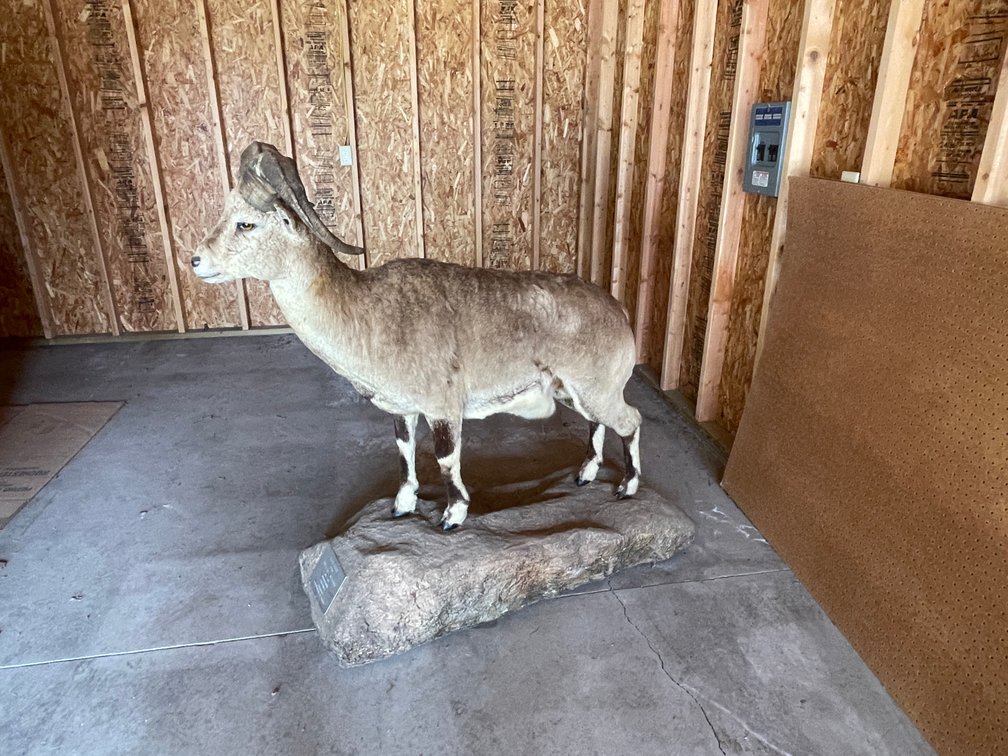 Full Body Mount of Blue Sheep (West Salem, WI)