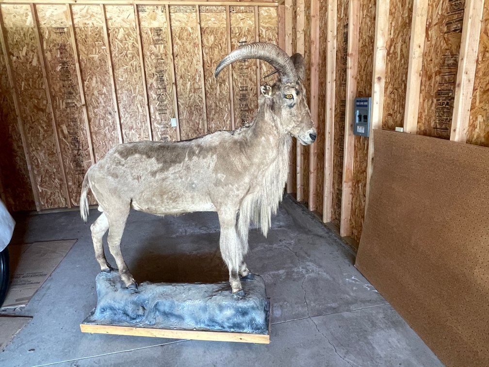 Full Body Mount of Aoudad or Barbary Sheep (West Salem, WI)