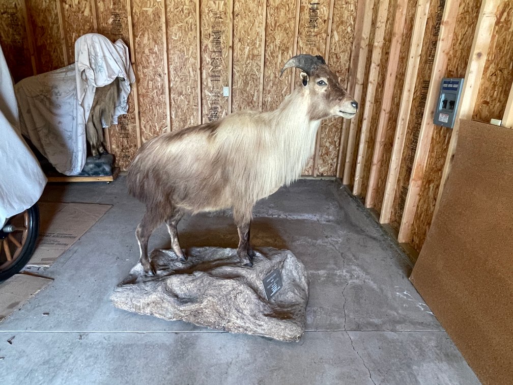 Full Body Mount of Himalayan Tahr (West Salem, WI)