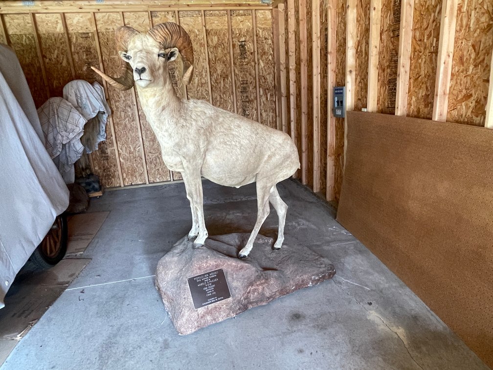 Full Body Mount of Mongolian Argali (West Salem, WI)