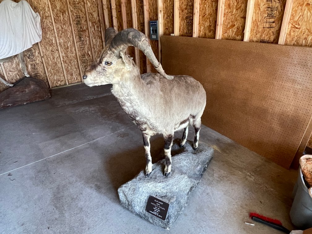 Full Body Mount of Blue Sheep (West Salem, WI)