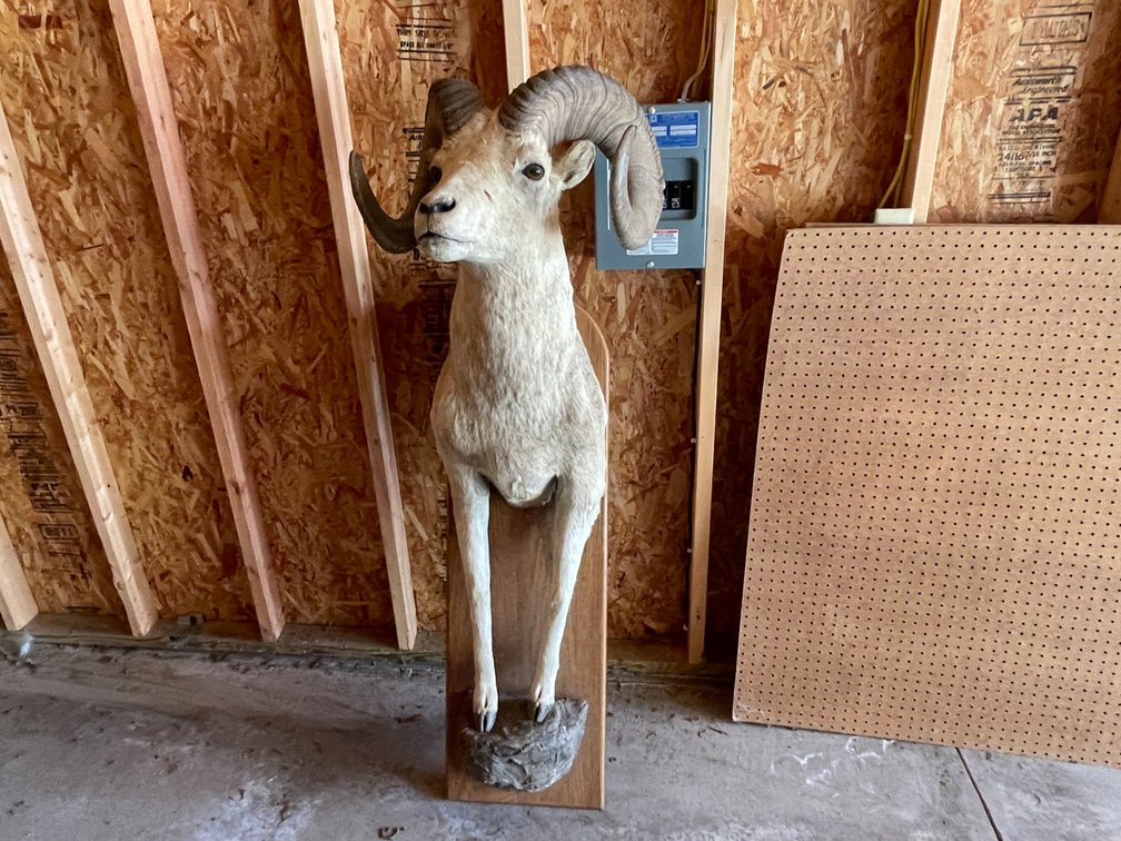 Shoulder Mount of Bighorn Sheep (West Salem, WI)