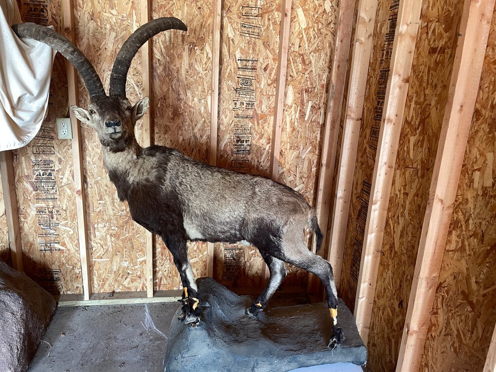 Full Body Mount of Spanish Ibex (West Salem, WI)