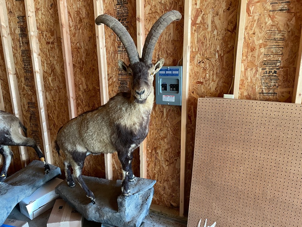 Full Body Mount of a Ibex (West Salem, WI)