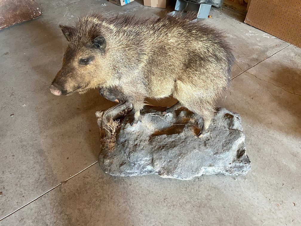 Full Body Mount of Javelina (West Salem, WI)