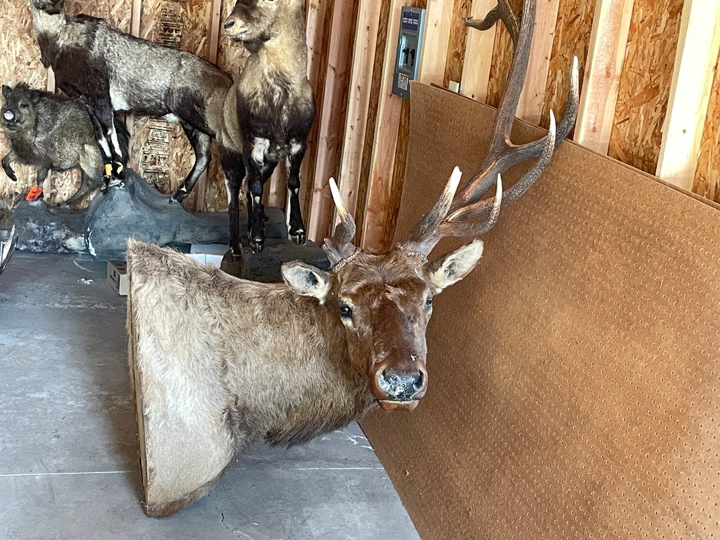 Shoulder Mount of Elk (West Salem, WI)