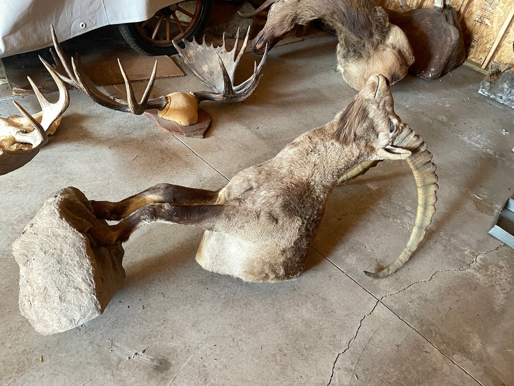 Half Body Mount of a Caprine (West Salem, WI)