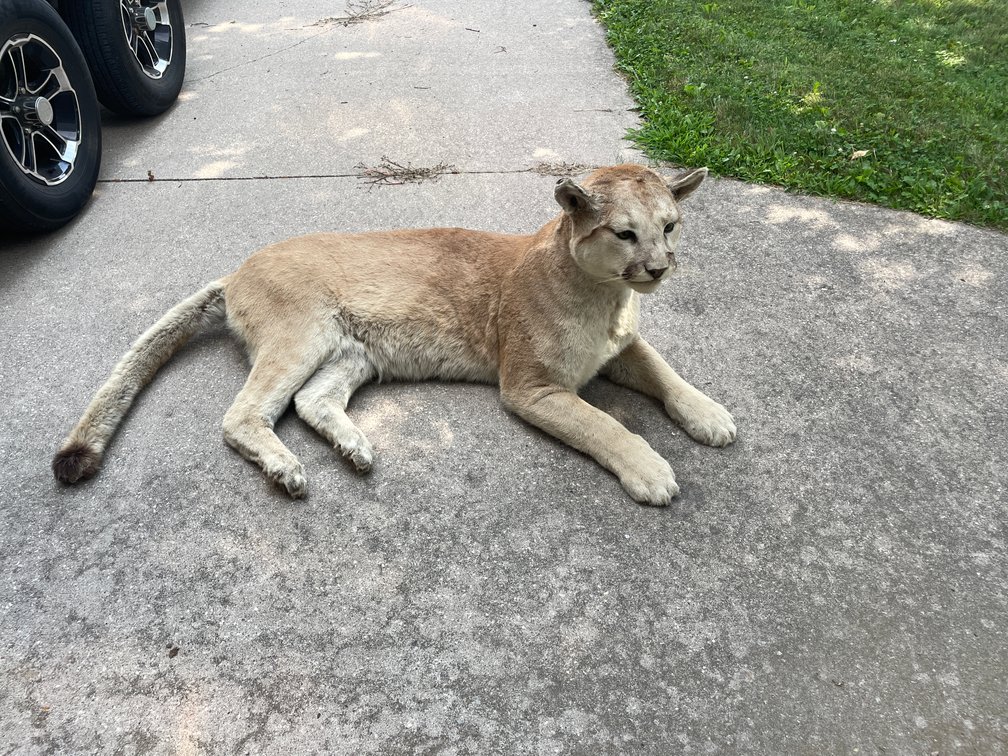 Full Body Mount of Mountain Lion (West Salem, WI)