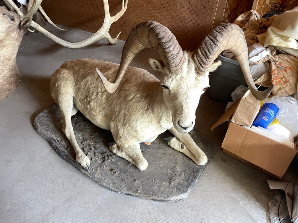 Full Body Mount of Dall Sheep (West Salem, WI)