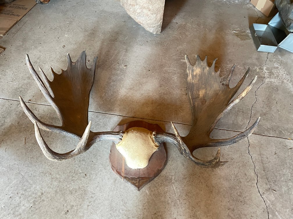 Moose Antler Mount (West Salem, WI)