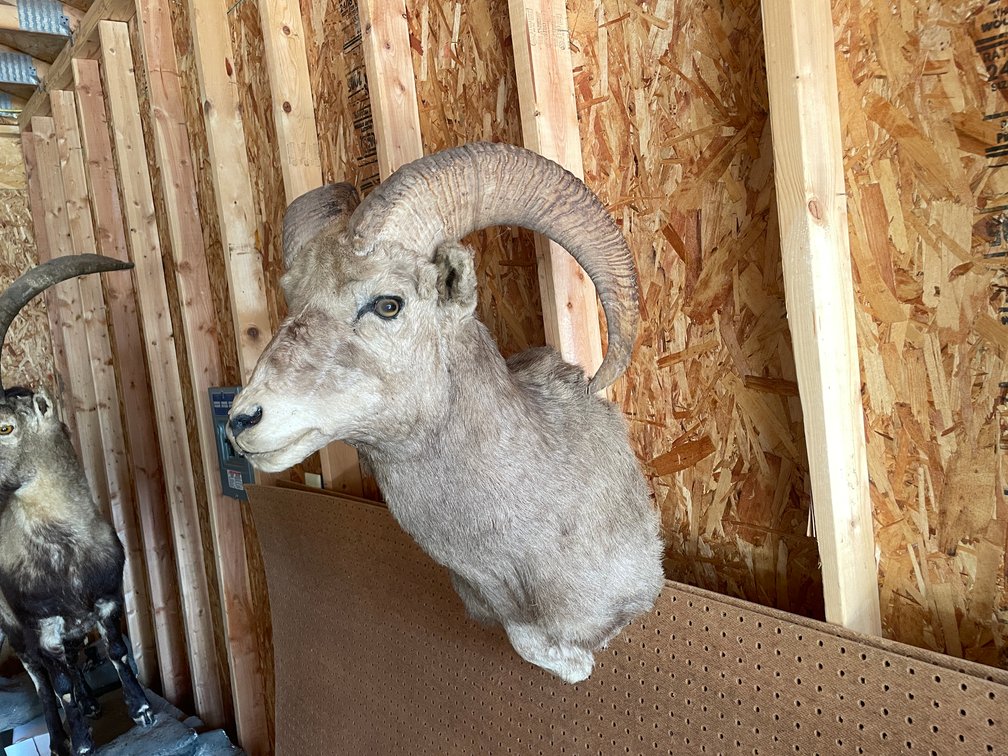 Shoulder Mount of Bighorn Sheep (West Salem, WI)