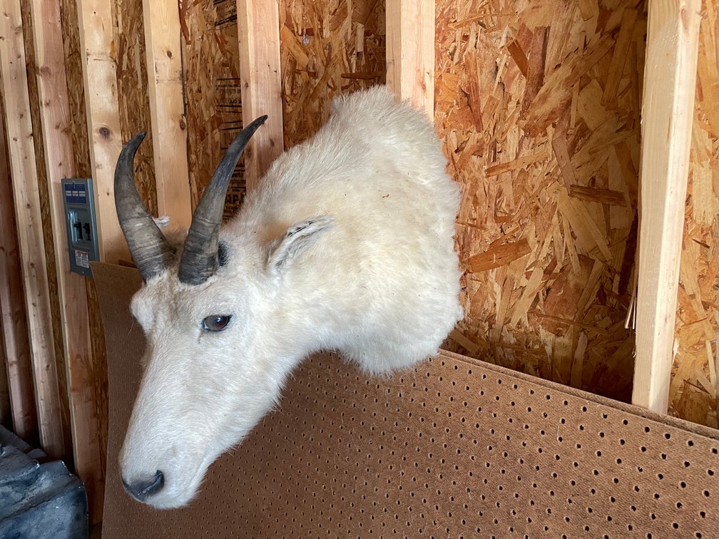 Shoulder Mount of Mountain Goat (West Salem, WI)