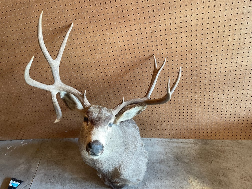 Shoulder Mount of Mule Deer (West Salem, WI)