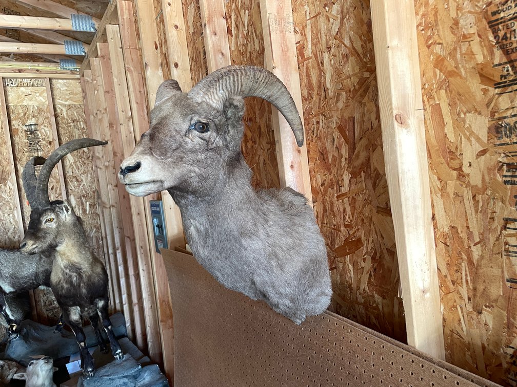Shoulder Mount of Dall Sheep (West Salem, WI)