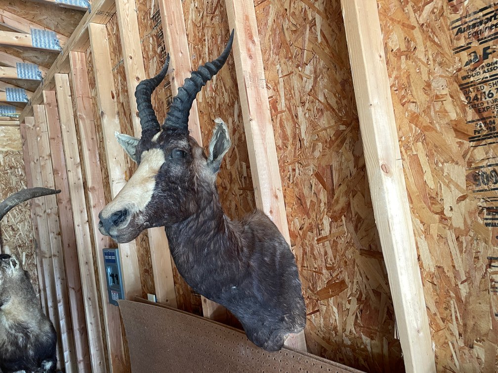 Shoulder Mount of Antelope (West Salem, WI)