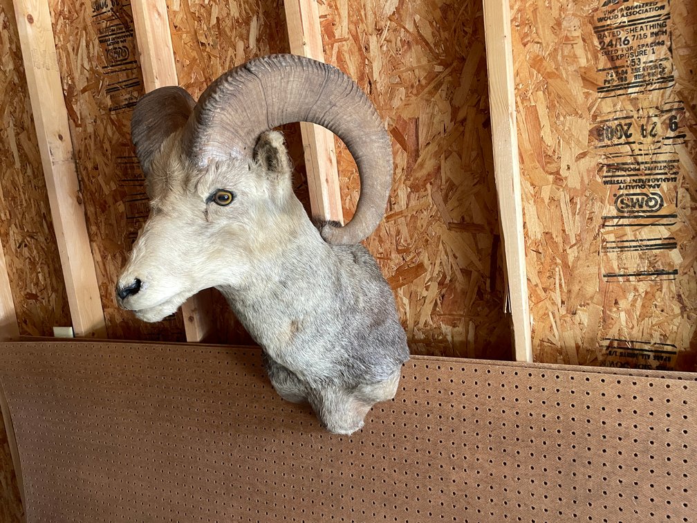 Shoulder Mount of Bighorn Sheep (West Salem, WI)