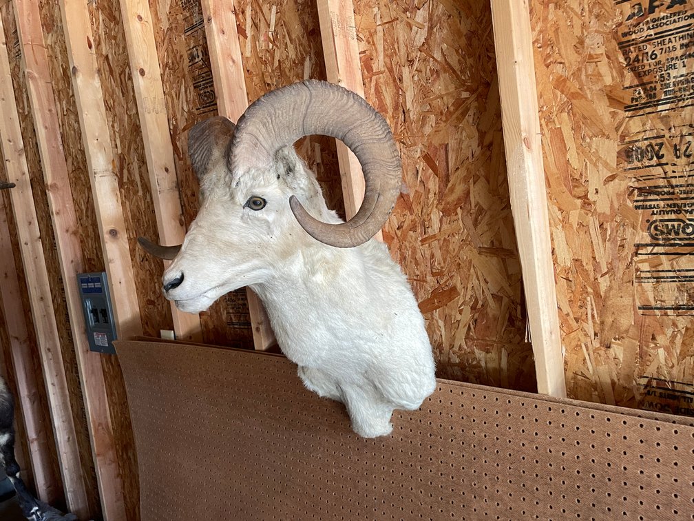 Shoulder Mount of Texas Dall Sheep (West Salem, WI)