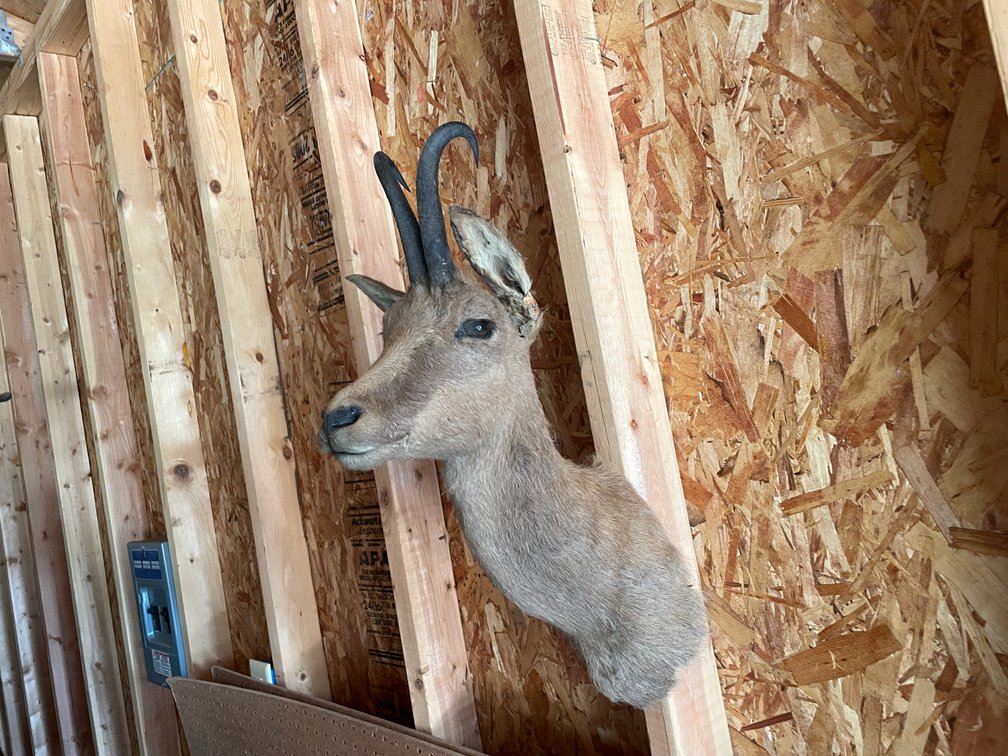 Shoulder Mount of Small Goat-Antelope (West Salem, WI)