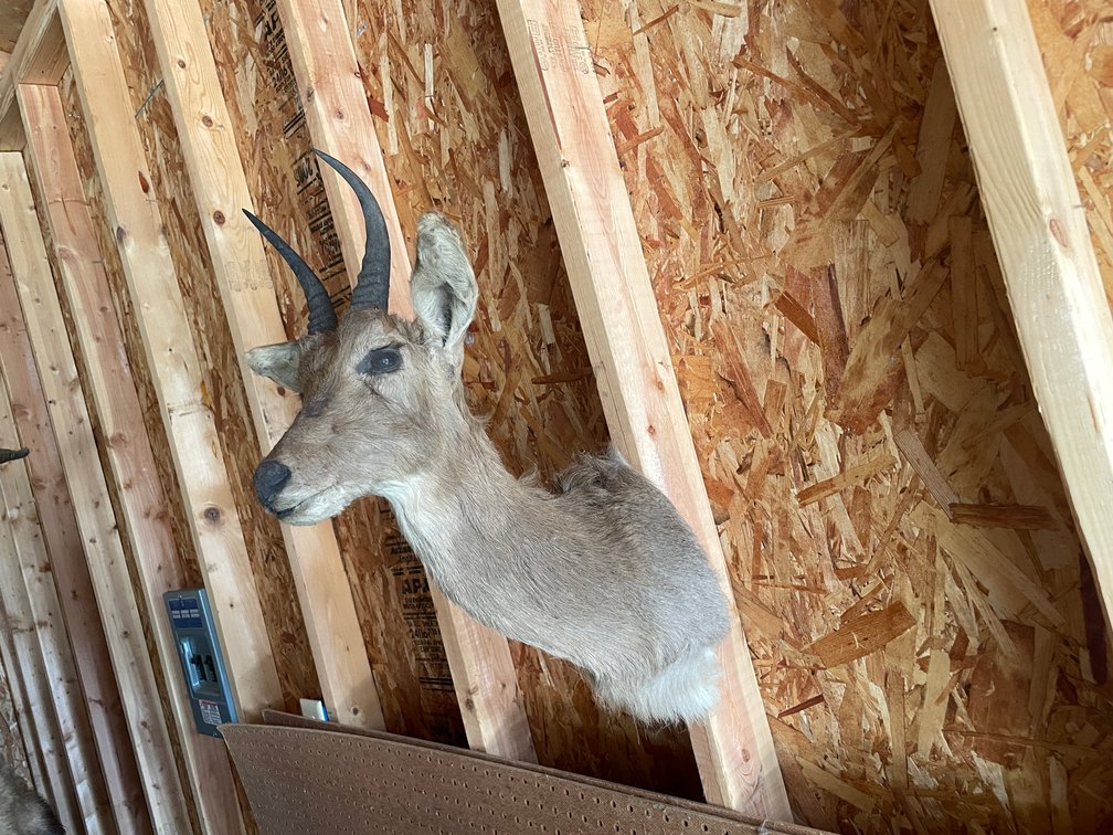 Shoulder Mount of Small African Antelope (West Salem, WI)