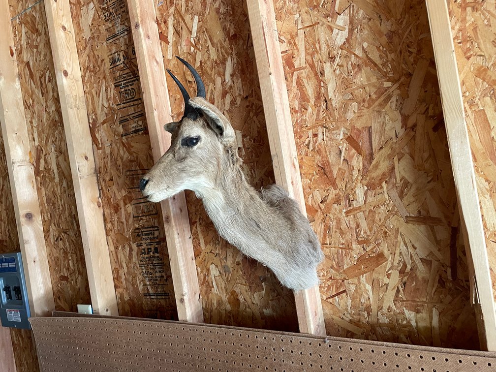 Shoulder Mount of Small African Antelope (West Salem, WI)