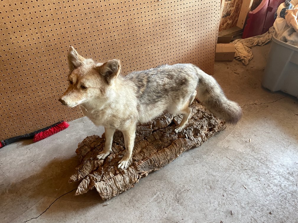 Full Body Mount of Coyote (West Salem, WI)