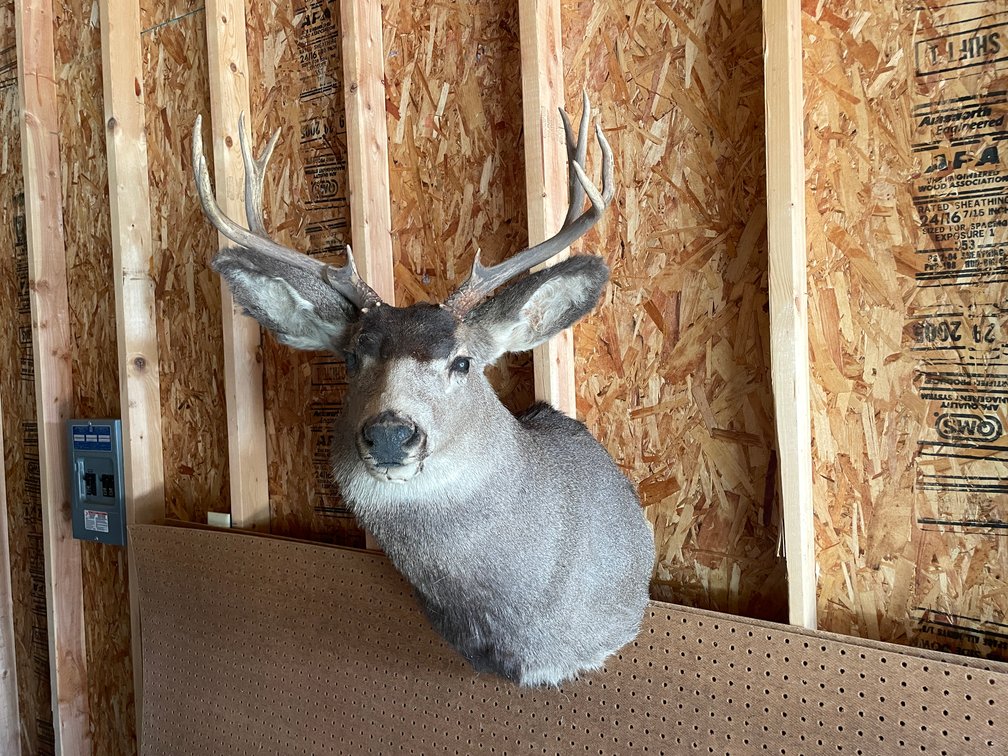 Shoulder Mount of Mule Deer (West Salem, WI)