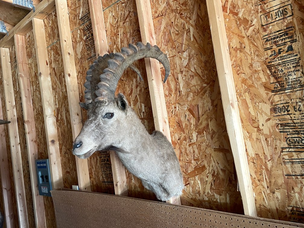 Shoulder Mount of Alpine Goat/Ibex (West Salem, WI)