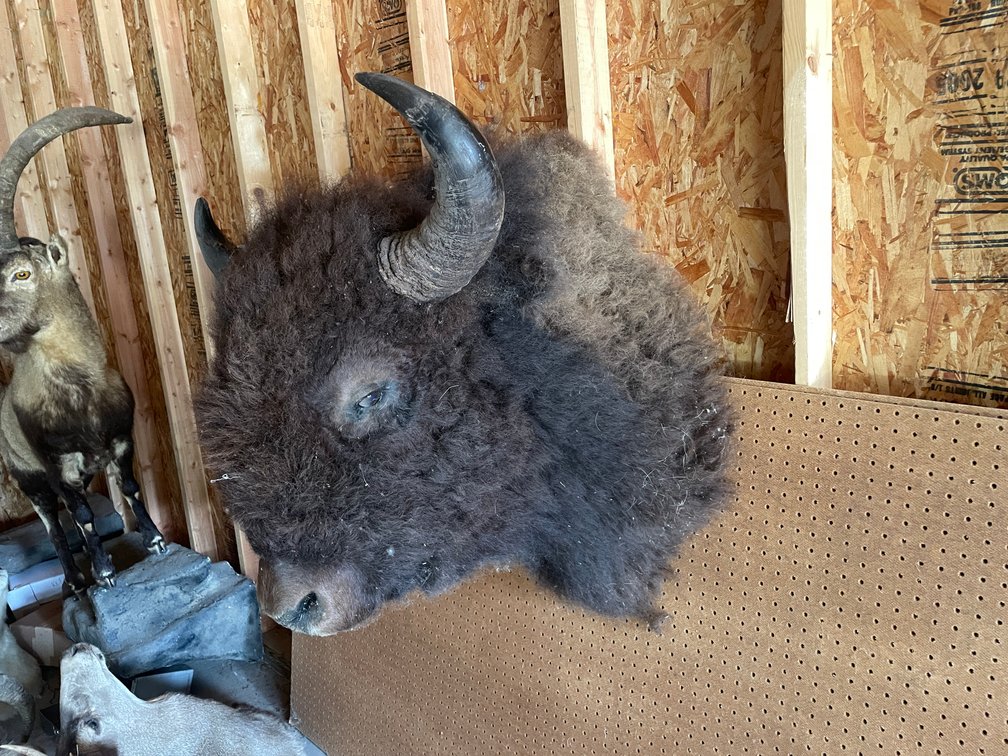Shoulder Mount of Buffalo (West Salem, WI)