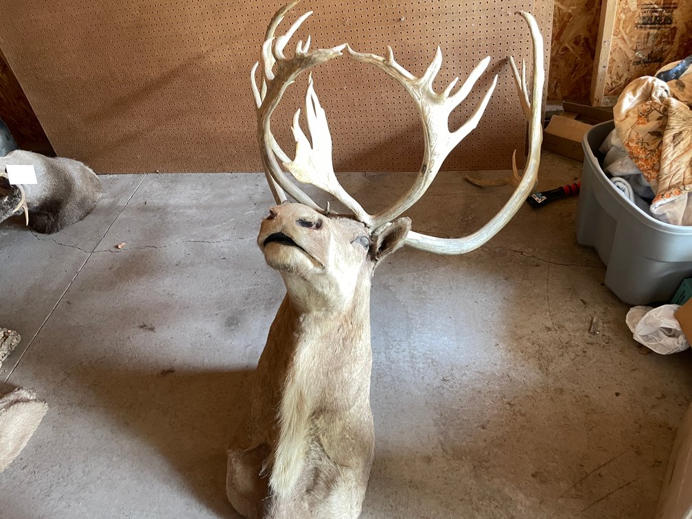 Shoulder Mount of Caribou (West Salem, WI)