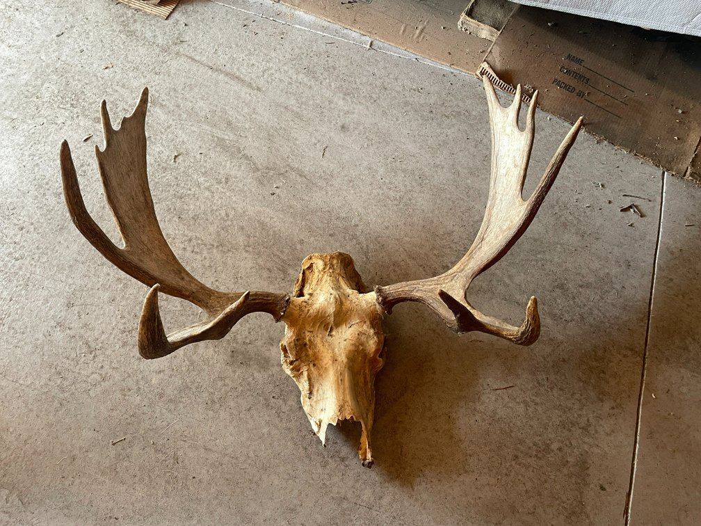 Skull of Juvenile Moose (West Salem, WI)
