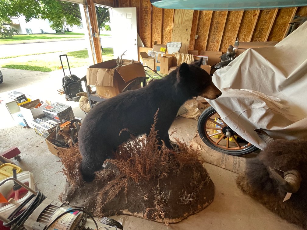 Full Body Mount of Black Bear (West Salem, WI)