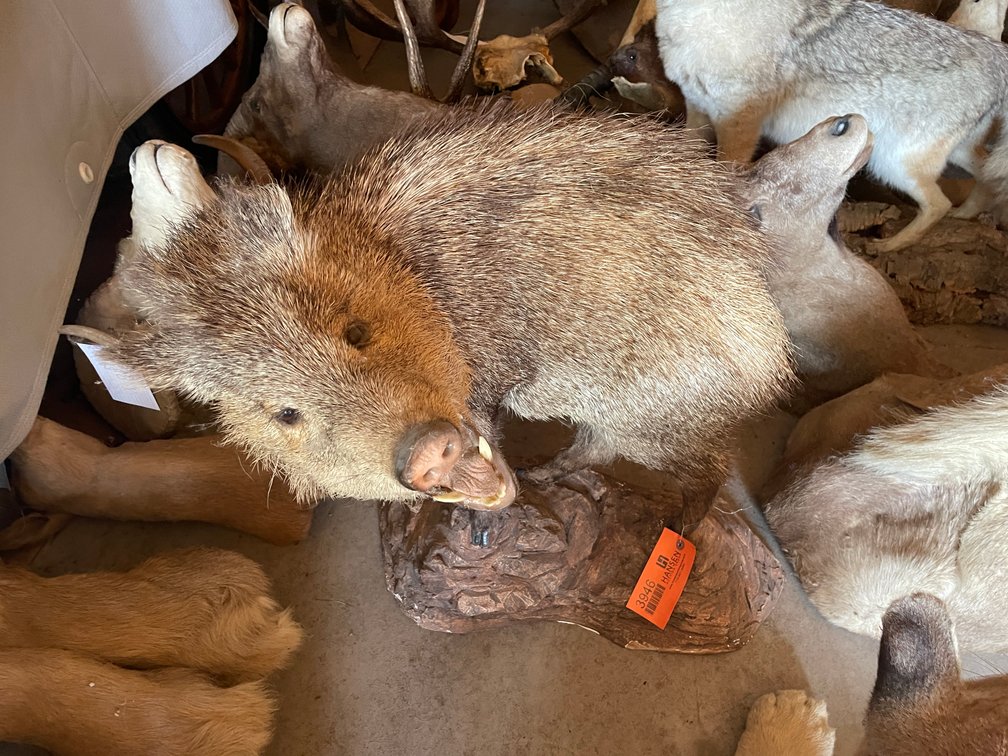 Full Body Mount of Wild Hog (West Salem, WI)