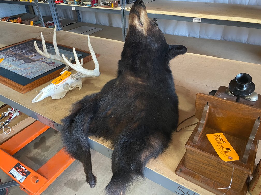 Black Bear Shoulder Mount