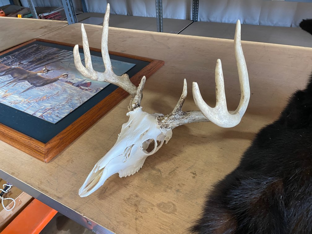 European White Tail Mount